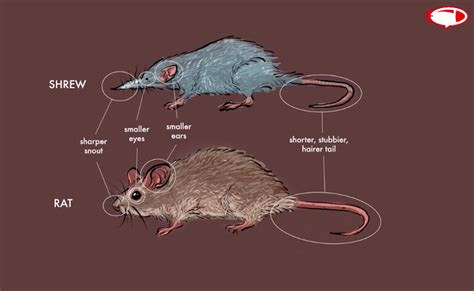 Mother shrew sighted leading its babies in a 'caravan' in Queenstown - Mothership.SG - News from ...