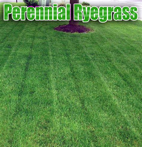 Perennial Ryegrass