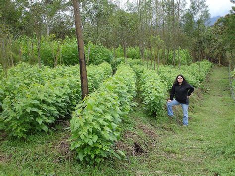 Cuba Mass-Planting Moringa and Mulberry – Perennial Solutions