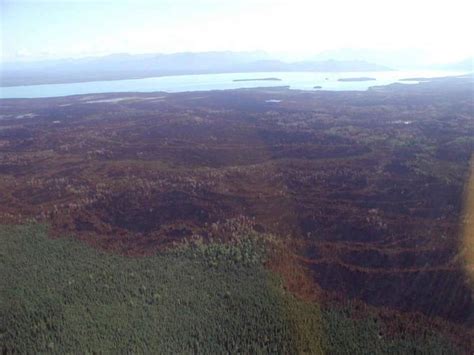 Free picture: aerial, photo, spruce, bark, beetle, kill, burned area