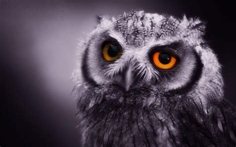 Owl Computer Wallpaper - WallpaperSafari