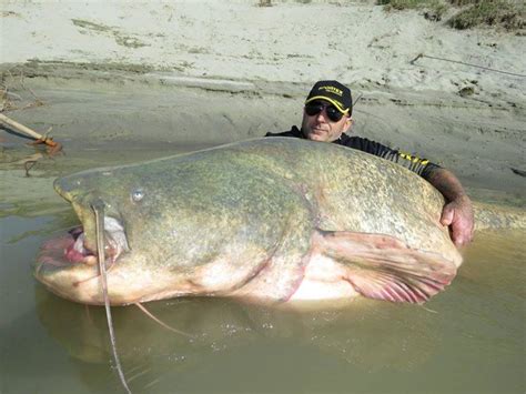 Italian catches huge wels catfish; is it a record? - Men's Journal