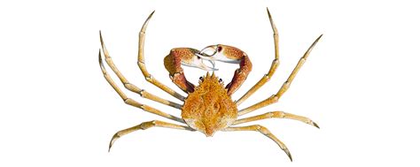 Spider Crab | Fishing Tasmania