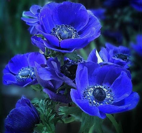 'Blue Poppy' Anemone (Anemone coronaria) : r/BotanicalPorn