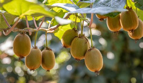 Kiwi fruit tree: How to grow and take care?