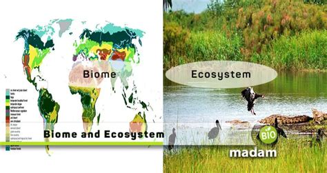 Difference Between Biome and Ecosystem - biomadam