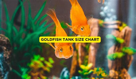 Goldfish Tank Size: What's The Ideal Size Of Goldfish Tank?