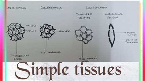 Permanent Plant Tissue Diagram