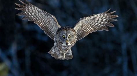 Majestic Owl in Flight - HD Wallpaper