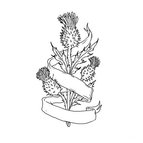 Thistle Flower Drawing