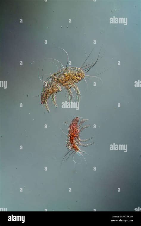 House dust mites under the microscope 100x Stock Photo - Alamy