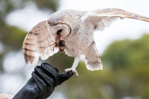 The Secret Life of Barn Owls: Ghostly Hunters of the Night