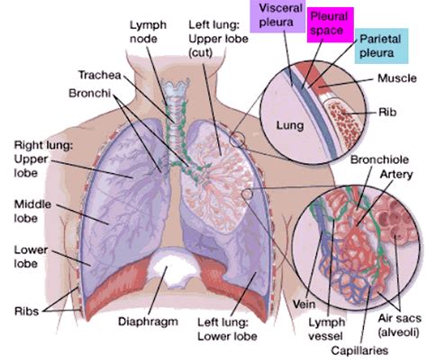 Pleurisy - Causes, Symptoms, Pain, Diagnosis & Treatment