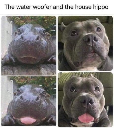 Best Funny hippo Memes - 9GAG