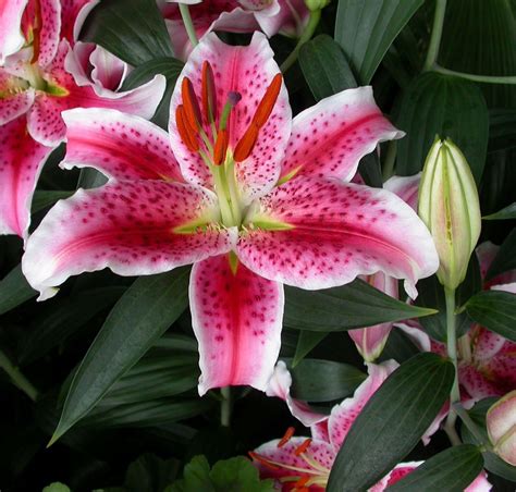 Star gazer oriental lily - tiklotable