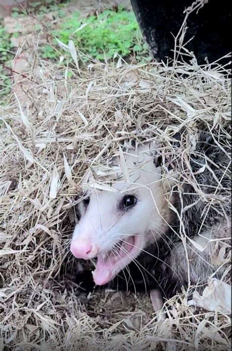 Are Opossums Dangerous to Humans or Pets? | Diseases