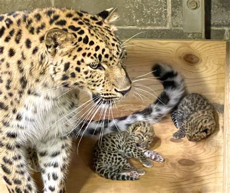 Two Rare Leopard Cubs Born at Saint Louis Zoo – GAZELLE MAGAZINE