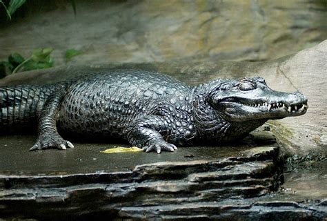 Caiman | Description, Genera, & Facts | Britannica