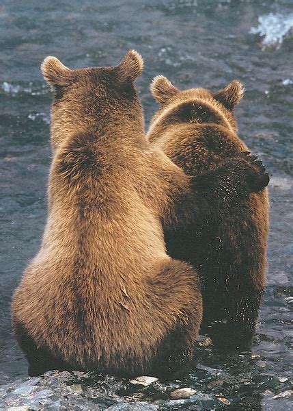 Two Bear Cubs – McGaw Graphics