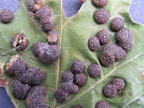 Oak - Oak Leaf Gall - Cooperative Extension: Insect Pests, Ticks and Plant Diseases - University ...