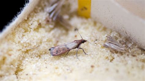 Pantry Moth Larvae On Ceiling | Homeminimalisite.com