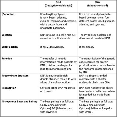 DNA and RNA Structure Study Guide - Inspirit