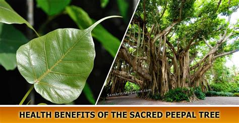 Health-Benefits-of-the-sacred-Peepal-Tree | Sanskriti - Hinduism and Indian Culture Website