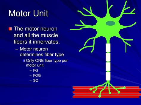 PPT - Motor Function and the Motor Unit PowerPoint Presentation, free download - ID:357225