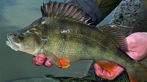 Perch fishing tips for winter on rivers | Advnture