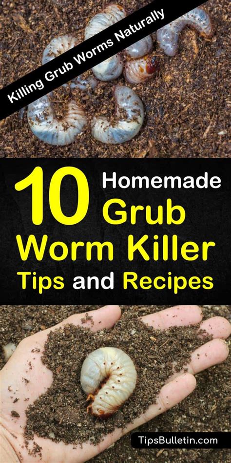 Killing Grub Worms Naturally - 10 Homemade Grub Worm Killer Tips