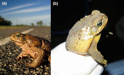 Parotoid macroglands in adult cane toads. (a) An adult female male cane... | Download Scientific ...