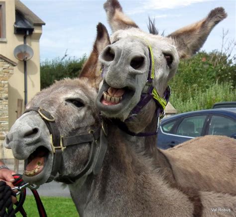 Donkeys Are Different — American Mule Association