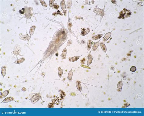 Freshwater Aquatic Zooplankton Royalty-Free Stock Photography ...