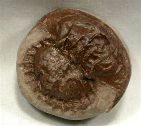 Carboniferous Horseshoe Crab Fossil Euproops