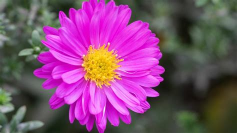 24 Gorgeous Types of Aster Flowers (#11 Is Wow)