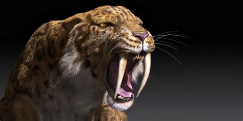 Why did the powerful saber-toothed tiger become extinct, while the weaker tiger survived the ice ...