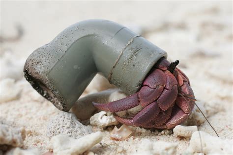 Most land hermit crab species now use plastic trash for shells - The Washington Post