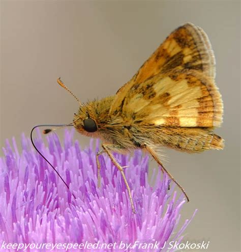 Susquehanna Wetlands insects (12 of 26) - Keep Your Eyes Peeled