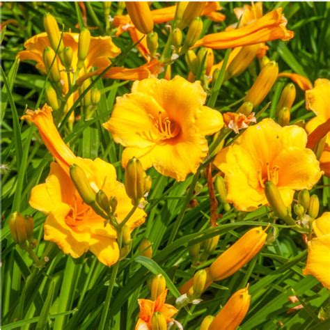 How To Get Daylilies To Bloom Again - 3 Secrets For More Blooms!