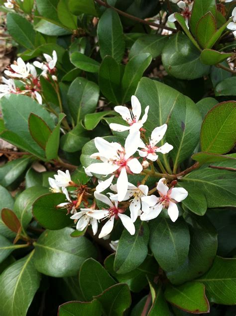 Flowering Shrubs Evergreen - Garden Plant