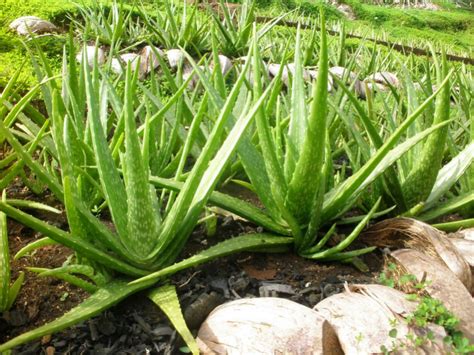 7 Amazing Uses for Aloe Vera | World of Succulents