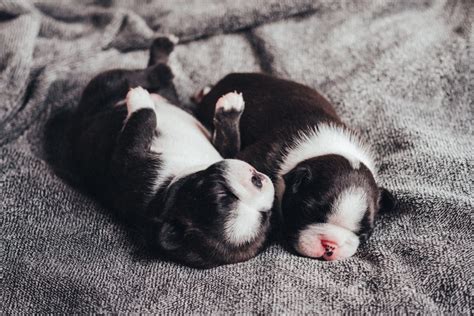 Newborn puppies sleeping 2 - freestocks.org - Free stock photo