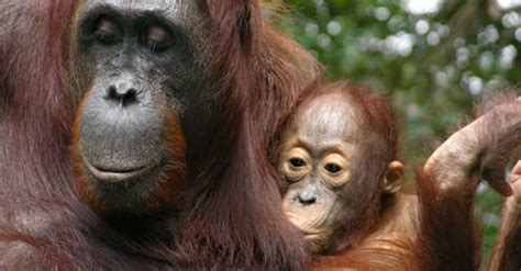 orang-utan – News, Research and Analysis – The Conversation – page 1