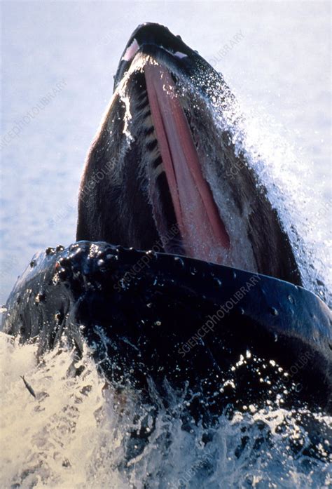 Humpback Whale Feeding - Stock Image - Z920/0319 - Science Photo Library