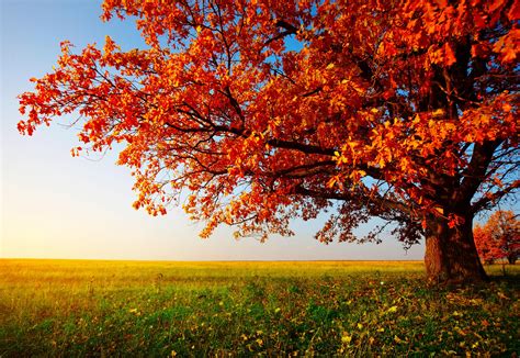 Autumn Tree Wallpaper, Autumn Tree Wide Hd Wallpaper, #21601