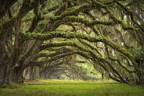 Oak Tree Forest, South Carolina Photo | One Big Photo