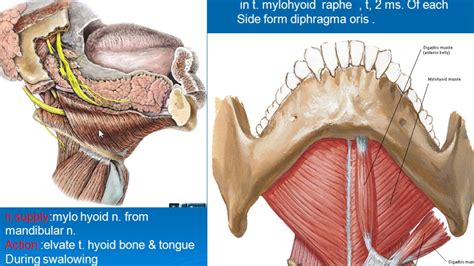 Floor Of Mouth Muscles Anatomy | Review Home Co