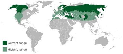 Sammy Jenkins Trending: Eurasian Brown Bear Habitat Map