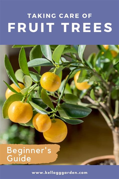 Caring for fruit trees | Kellogg Garden Organics™