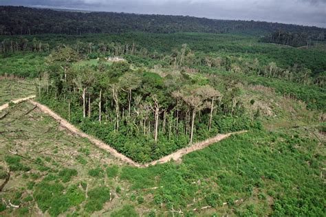 Forest fragmentation responsible for one third of carbon emissions | Earth And The Environment